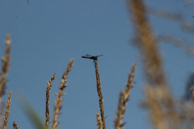 Low angle view of lizard flying against clear blue sky