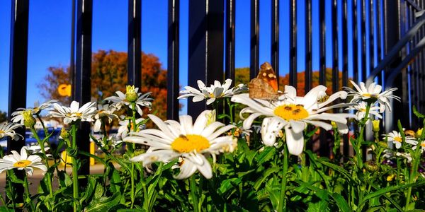 Close-up of white flowering plants