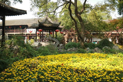 Scenic view of flowering plants and trees by house