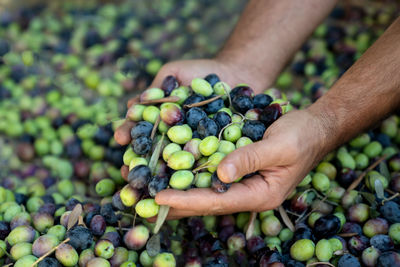 Handful of harvests of fresh olives in men's hands. harvesting ripe olives. concept of healthy food.