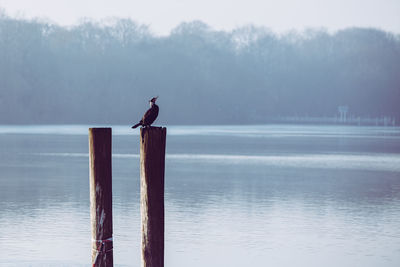 Bird perching on wooden post by sea against sky