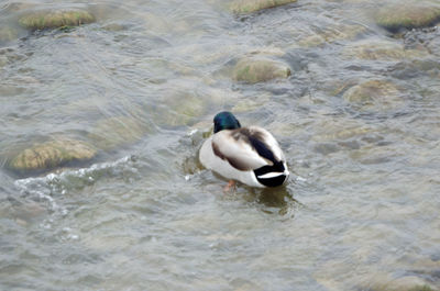 High angle view of duck swimming in water