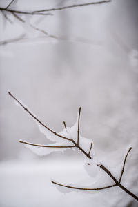 Close-up of dead plant in lake