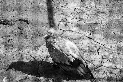 Close-up of bird perching on rock against wall endangered animals black and white 