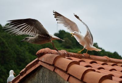 Low angle view of bird perching on roof
