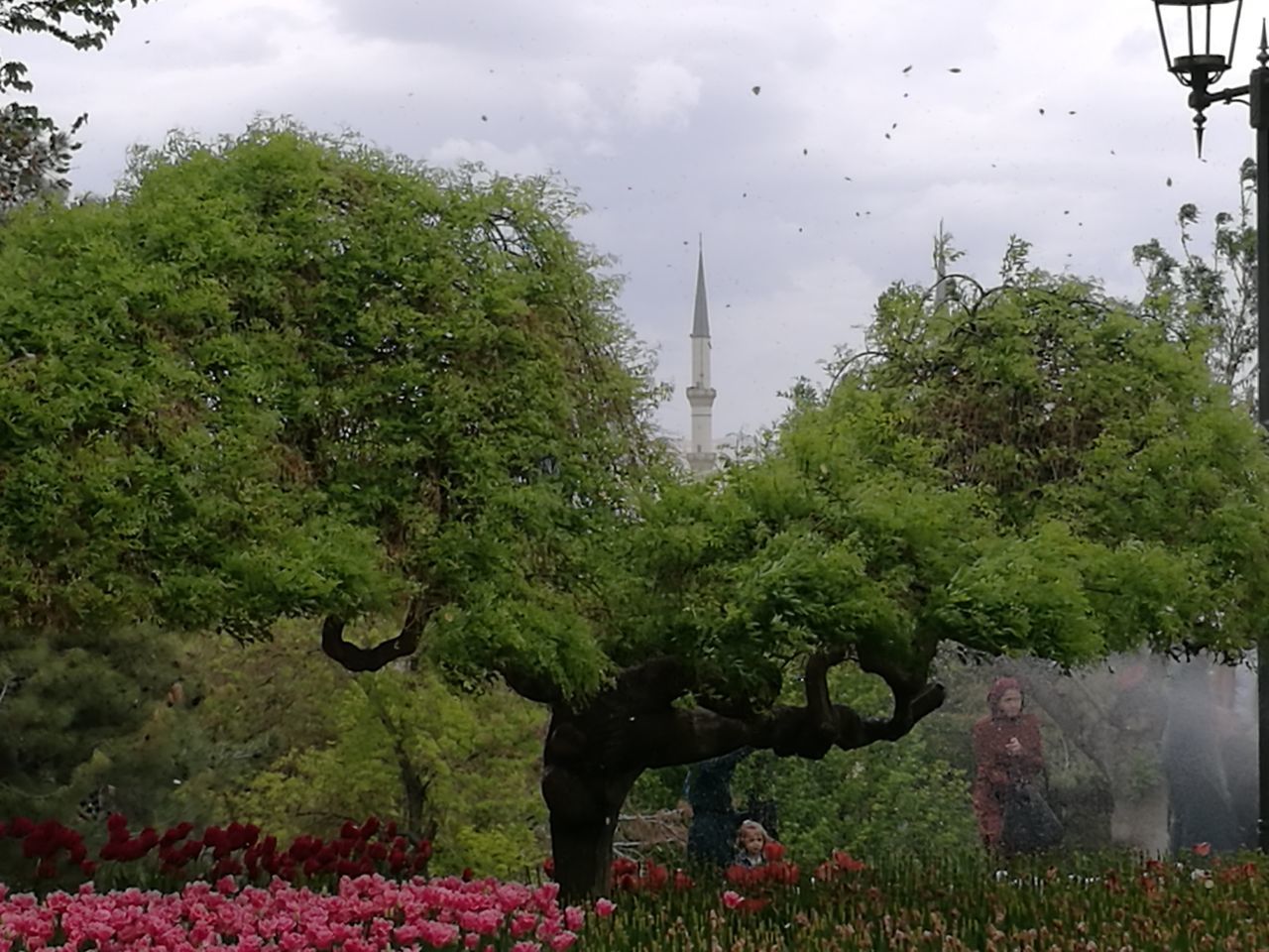 tree, growth, nature, real people, day, sky, men, outdoors, plant, beauty in nature, water, one person, city