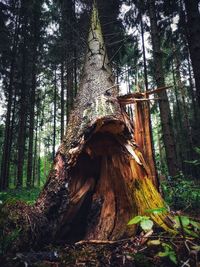 Low angle view of tree trunks in forest