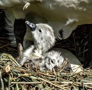 Close-up of tree on field