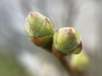 bud