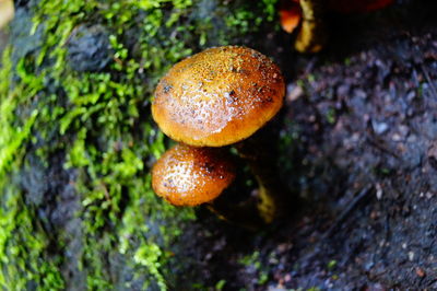 Close-up of mushroom