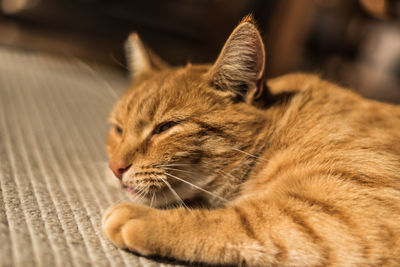 Close-up of cat resting