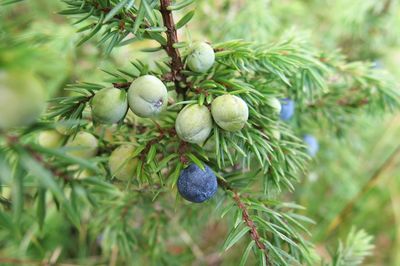 Close-up of fruits hanging on tree