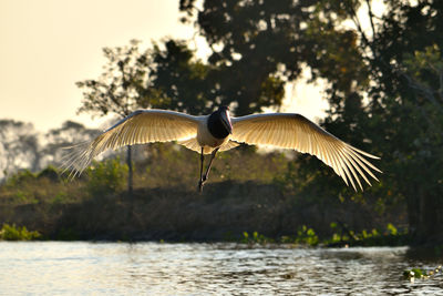 Bird flying over lake