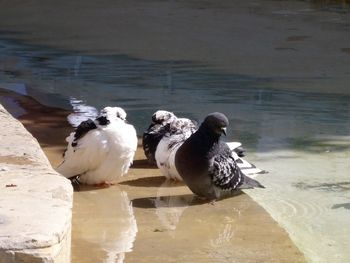 Close-up of birds perching on lake