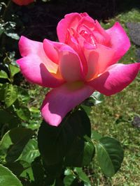 Close-up of pink flower blooming outdoors