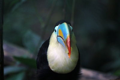 Close-up portrait of bird