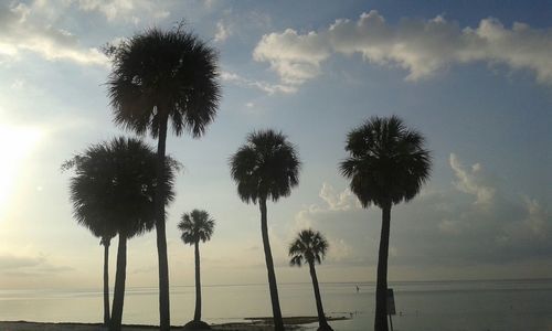 Palm trees against sea