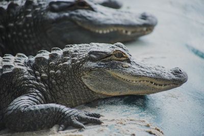 Close-up of crocodile in water