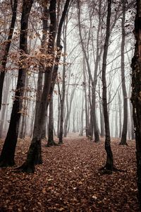 Misty forest