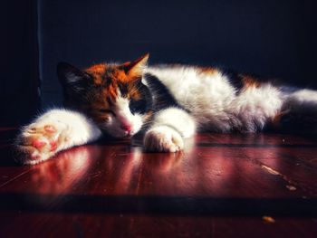 Close-up of cat resting on floor