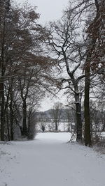 Trees on snow covered landscape against sky