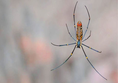 Close-up of spider web