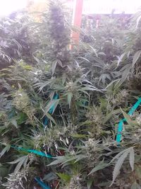 Scenic view of landscape