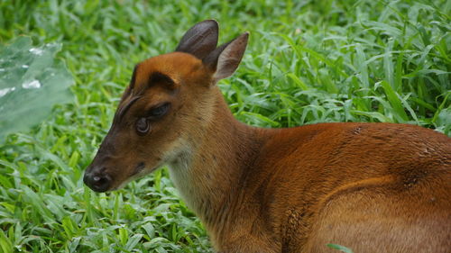 Close-up of rabbit on field