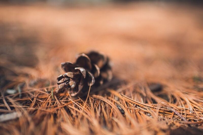 animal themes, selective focus, dry, animals in the wild, wildlife, field, nature, close-up, one animal, insect, focus on foreground, no people, outdoors, day, plant, fragility, grass, beauty in nature, growth, brown