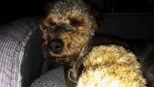 Close-up of dog relaxing on bed at home