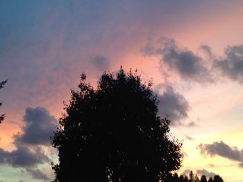 Silhouette of trees at sunset