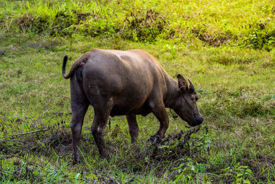 Water buffalo standing in a field