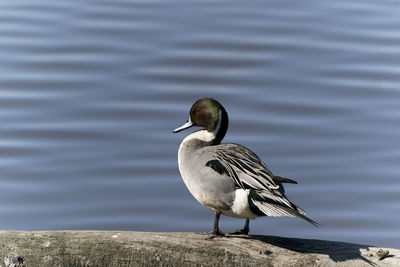 Bird perching on a lake