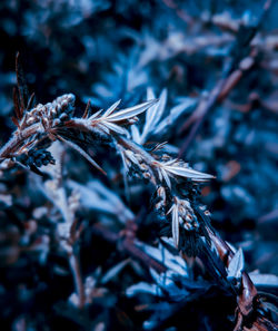 Close-up of dry leaves on plant during winter