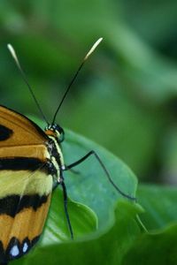 Close-up of butterfly on leaf