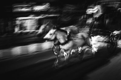 Dog running on street