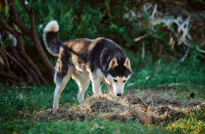 View of an animal on land