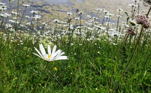 Close-up of white flower on field