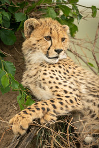 View of a cat resting