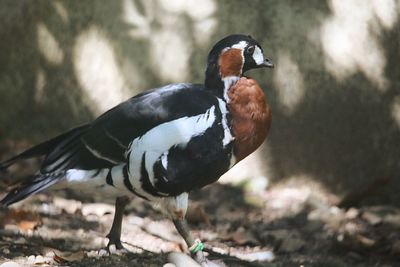 Close-up of bird perching on a field