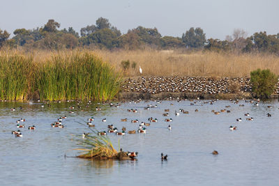 Flock of birds swimming in lake