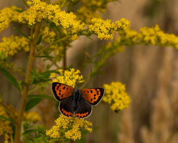 Close-up of butterfly pollinating on yellow flower