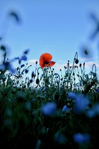 Close-up of poppy on field against sky