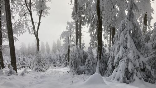 Trees on snow covered landscape