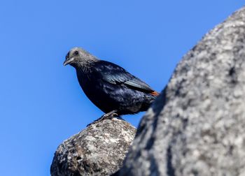 Low angle view of bird perching on rock