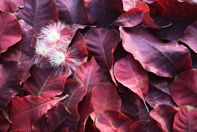 Close-up of pink flowering plant leaves