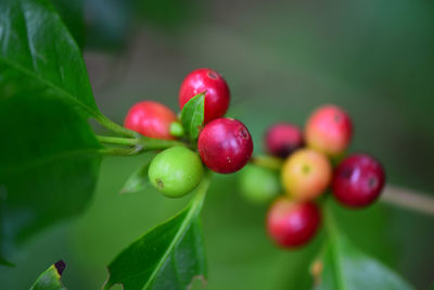 Close-up of red berries growing on tree