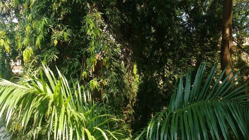 Palm trees in forest