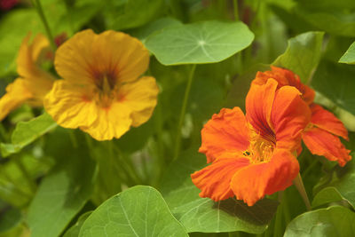 Close-up of orange hibiscus blooming outdoors