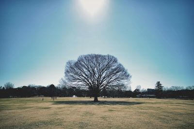 Trees on field against sky